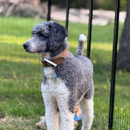 Bruno - Poodle