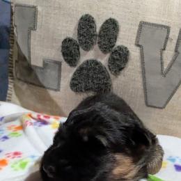 German Shepherd Puppies from McLaughlin German Shepherds