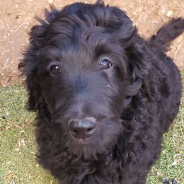 Bernedoodles and Goldendoodles from Sunburst Doodles