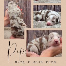 Piper - Red merle female Australian Shepherd puppy in Artois, California from Aloe Aussies
