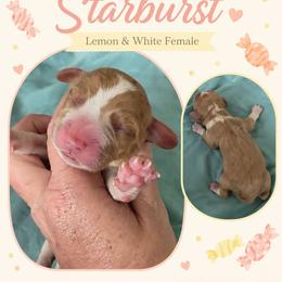 Starburst - Lemon female Beagle puppy in Lake City, Florida from Sunkissed Beagles