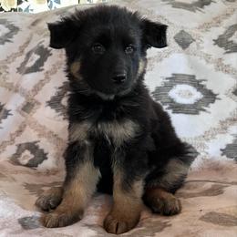 Double - Black and red male German Shepherd puppy in New Cambria, Missouri from Des Hausraben Shepherds