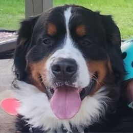 Blu - Bernese Mountain Dog