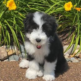 Bearded Collies from Meadows Bearded Collies