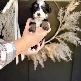 Diamond- white collar - Tri-color female Bernedoodle puppy in Salt Lake County, Utah from Coco Avenue Pups