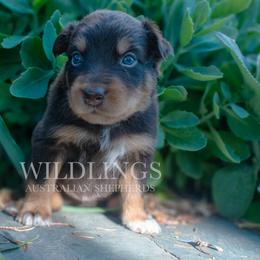 Squirrel- Brown Collar- NBT - Red tri-color male Australian Shepherd puppy in Newport, Rhode Island from Wildlings Australian Shepherds