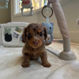 Faye - Dapple female Dachshund puppy in San Diego, California from Enchanted little dachshunds
