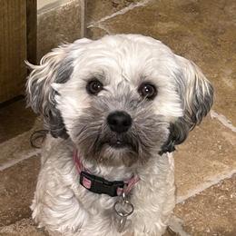 Stella - Havanese
