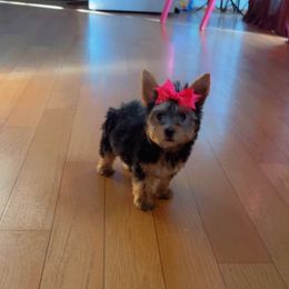 Girl 1 - Blue and gold female Yorkshire Terrier puppy in Louisburg, North Carolina from Nell’s Adorable Yorkshire’s