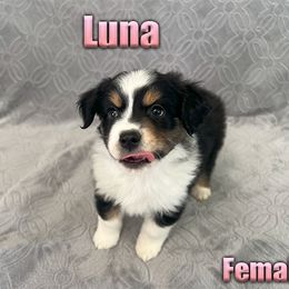 Miniature American Shepherd and Miniature Australian Shepherd Puppies from Regal Miniature American Shepherds | Regal Miniature Australian Shepherds