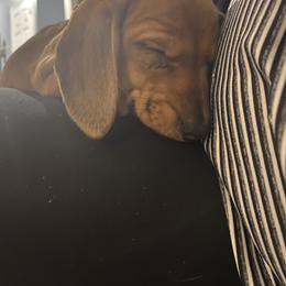 Dachshund Puppies from Army of Dachshunds