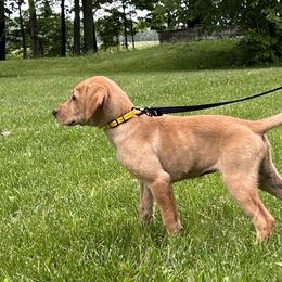 Buttercup - Yellow female Labrador Retriever puppy in Alger, Ohio from Osborne Family Retrievers