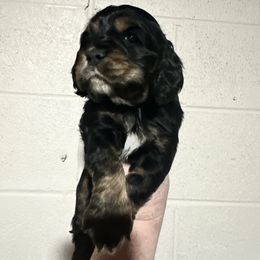 Cocker Spaniel Puppies from Home Grown Cocker Spaniels