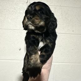 Cocker Spaniel Puppies from Home Grown Cocker Spaniels