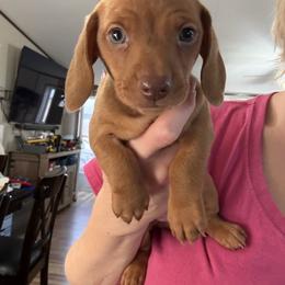 Chocolate based red - Red male Dachshund puppy in Lubbock, Texas from It’s a Hot Mess