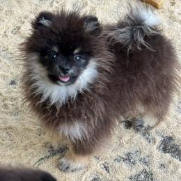 Bacon-Lilly boy - Black and tan male Pomeranian puppy in Silver Springs, New York from Humehill