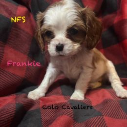 Frankie - Blenheim female Cavalier King Charles Spaniel puppy in Leonard, Michigan from CoLo Cavaliers
