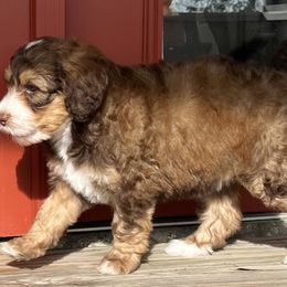 Cupid (Winnie) - Tri-color female Bernedoodle puppy in Montverde, Florida from Central Florida Bernedoodles
