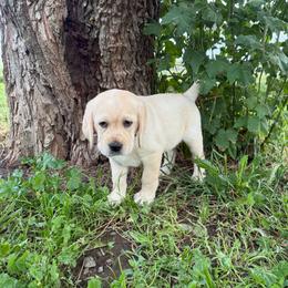 Blue girl - Yellow female Labrador Retriever puppy in Corning, California from Raven's Labradors