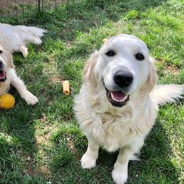 Golden Retriever Puppies from West Coast Cream Goldens
