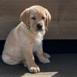 Boy 1 - Yellow Labrador Retriever puppy in Independence, Oregon from Buena Vista Labradors