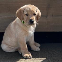 Boy 1 - Yellow Labrador Retriever puppy in Independence, Oregon from Buena Vista Labradors