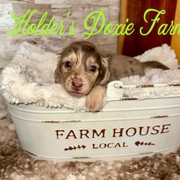 Alder - Dapple male Dachshund puppy in Atwood, Oklahoma from Holder’s Doxie Farm
