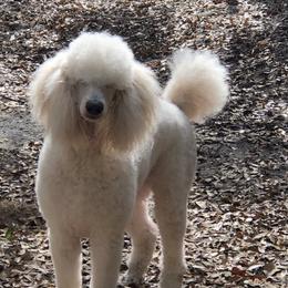 Lacey - Poodle