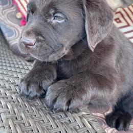 Noah - Chocolate male Labrador Retriever puppy in Maynardville, Tennessee from Three Bears Labradors