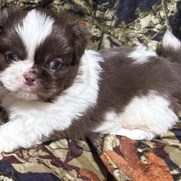Pekingese, Poodle, and Shih Tzu Puppies from Happy puppies