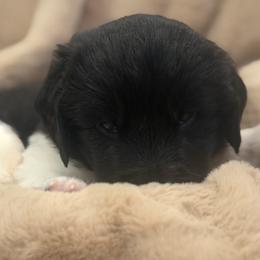 Boy 2 - male Newfoundland puppy in Brandenburg, Kentucky from Amanda's Newfoundlands