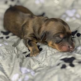 Boy 2 - Chocolate and tan male Dachshund puppy in Vancouver, Washington from Cascade Minis