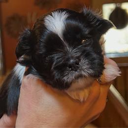 Suzy Q - Black and white female Shih Tzu puppy in Nekoosa, Wisconsin from Brox Acres House of Fur LLC