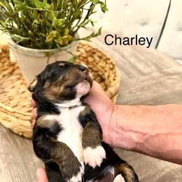 Charley Pride - Tri-color male Bernedoodle puppy in Draper, Utah from Salt City Farm