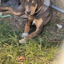 Maui - Catahoula Leopard Dog