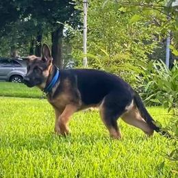 German Shepherds from Vom Rowangarde German Shepherds