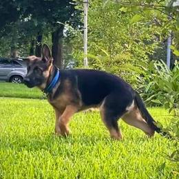 German Shepherds from Vom Rowangarde German Shepherds
