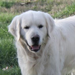 Golden Retrievers from Vicki Wall's Golden Retrievers