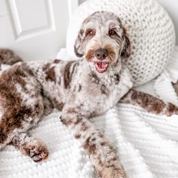 Windi - Goldendoodle