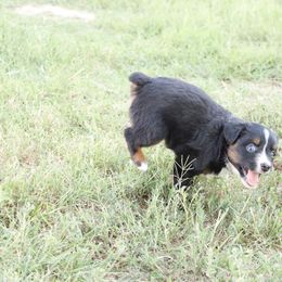 Australian Shepherd Puppies from Rustic Roots Australian Shepherds