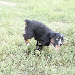 Australian Shepherd Puppies from Rustic Roots Australian Shepherds