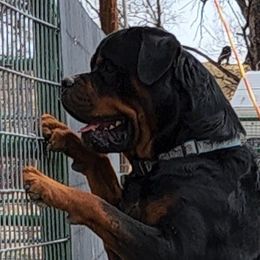 Baloo - Rottweiler