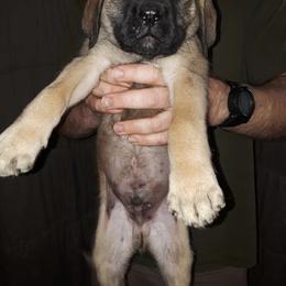 Cyan boy - Fawn Mastiff puppy in Dowagiac, Michigan from Flanders Kennels LLC