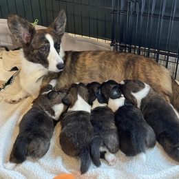 Cardigan Welsh Corgi Puppies from Kanicula Cardigan Welsh Corgis