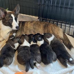 Cardigan Welsh Corgi Puppies from Kanicula Cardigan Welsh Corgis