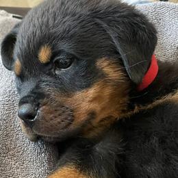 Rottweilers from Ketelhaus Rottweilers