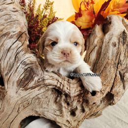 Red Collar - Red roan male Cocker Spaniel puppy in Stanford, Kentucky from Eagle Cliff Kennel