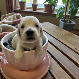 Rachel - Cream female Dachshund puppy in Trenton, Kentucky from Promise Land Puppies