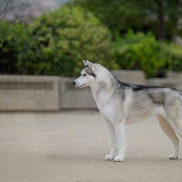 Siberian Husky All Grown Up from Burkeson Siberian Huskies