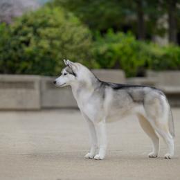 Siberian Husky All Grown Up from Burkeson Siberian Huskies